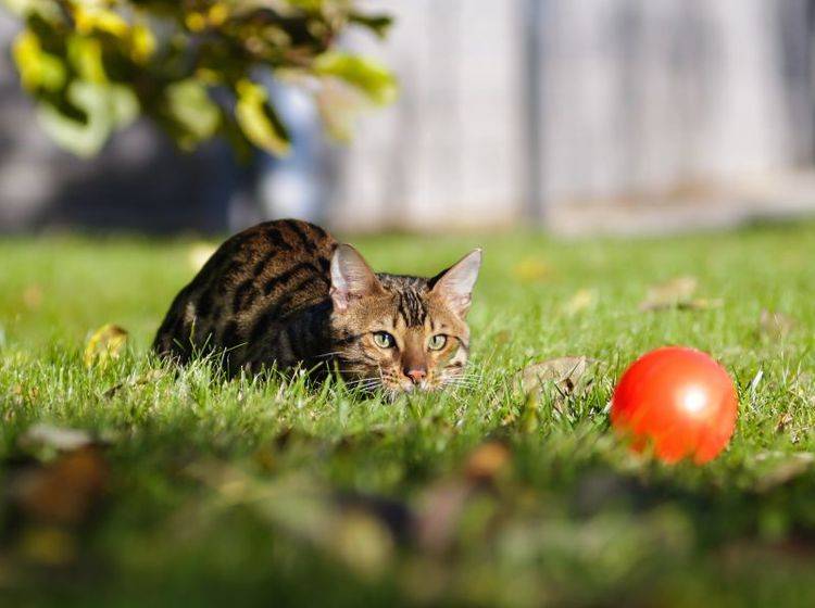 Verspielt, verschmust, verliebenswert: Die Bengal Katze – Bild: Shutterstock / Anna Tyurina
