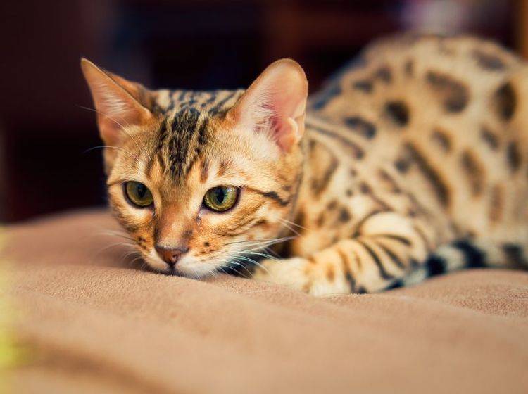 Welcher Katzenname passt zu einem Bengalen? – Bild: Shutterstock / Shvaygert Ekaterina