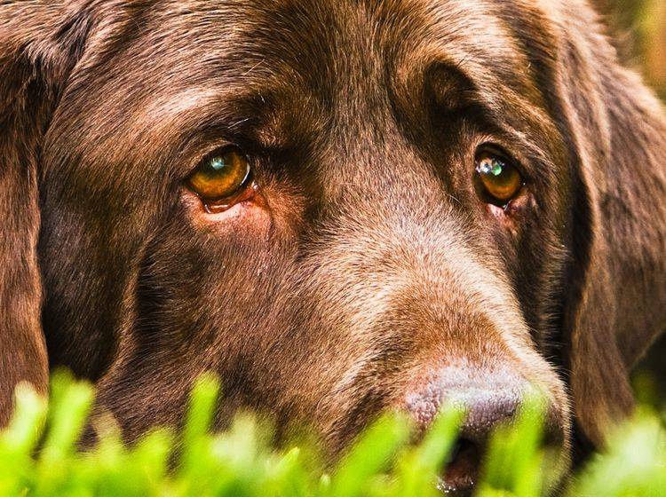 Tränende Augen sind für den Hund unangenehm und können die unterschiedlichsten Auslöser haben – Bild: Shutterstock / Vega Gonzalez