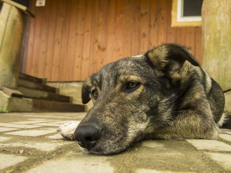 Schmerzen sorgen oft dafür, dass der Hund lahmt und schließlich gar nicht mehr läuft – Bild: Shutterstock / CarMan