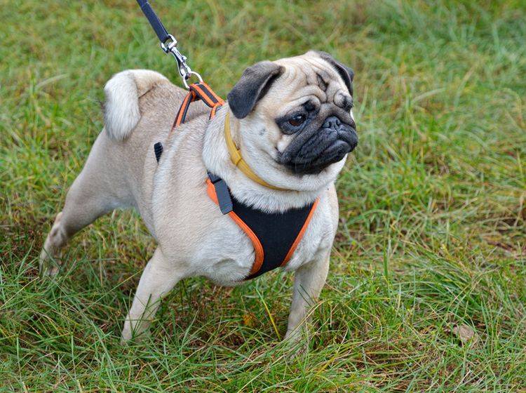 Der Mops ist ein intelligenter, aber auch ein dickköpfiger Hund – Bild: Shutterstock / Oleg_Mit