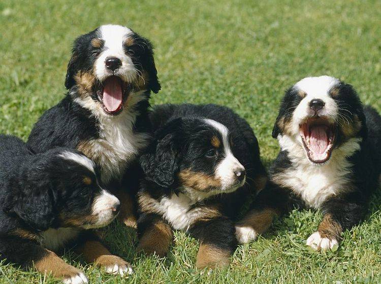 Süß sind sie alle: Die Auswahl eine Hundewelpens ist oft gar nicht leicht – Bild: Shutterstock / Bildagentur Zoonar GmbH