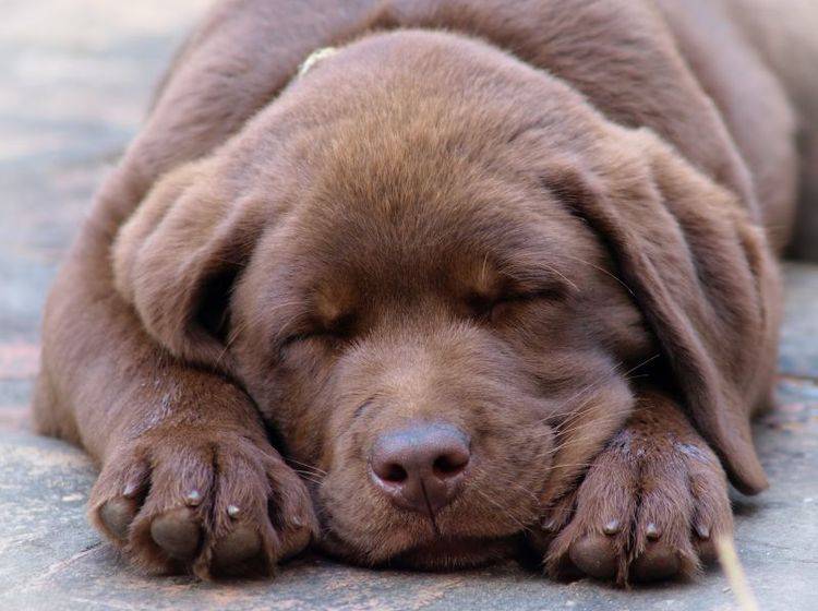 Hundewelpen adoptieren: Zwölf Wochen ist ein gutes Alter – Bild: Shutterstock / Zeljko-Radojko