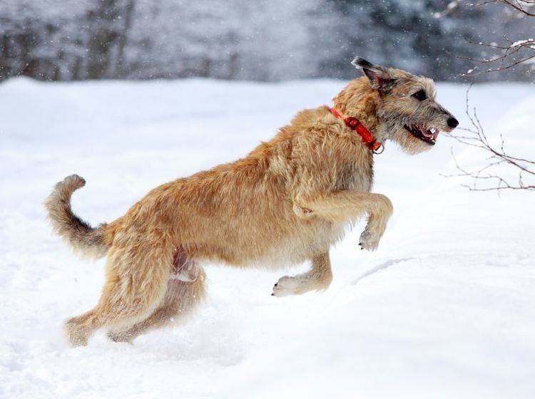 Irische Wolfshunde lieben die Natur und rennen für ihr Leben gern – Bild: Shutterstock / DragoNika