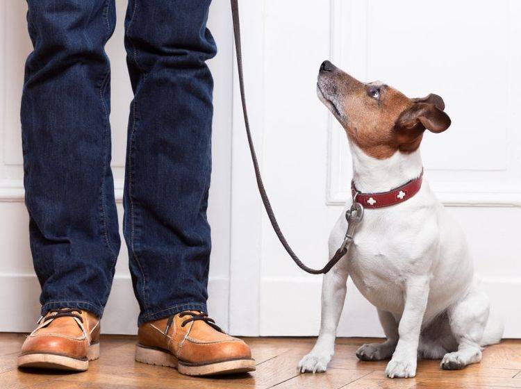 Kleine Hunde erziehen: Ein gesundes Mittelmaß ist wichtig – Bild: Shutterstock / Javier Brosch
