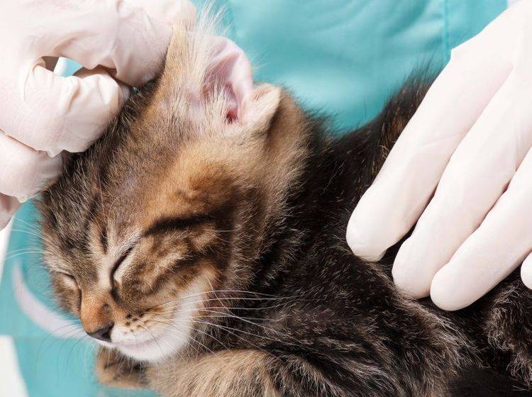 Dieses Katzenbaby hat geübt und lässt sich die Tierarztbehandlung brav gefallen – Bild: Shutterstock / Lubava