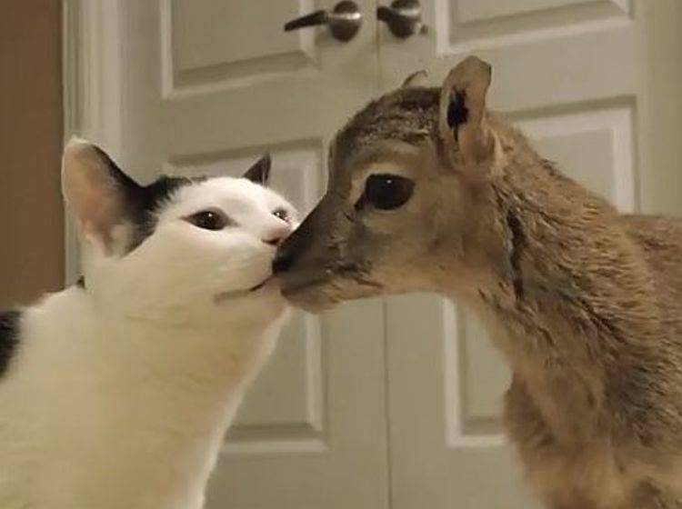 Lämmchen schließt Freundschaft mit Hund und Katze – Bild: Youtube / camelsandfriends