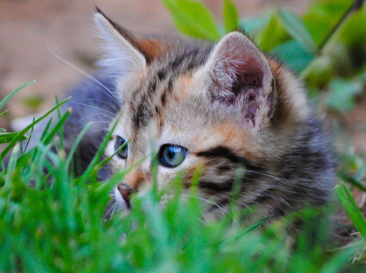 Spätestens, wenn man die Katze im Garten rufen will ist ein kurzer Katzenname von Vorteil – Bild: Shutterstock / Jan Hattingh
