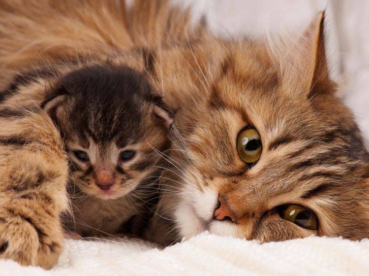 Katzenbabys brauchen den Schutz und die Erziehung ihrer Katzenmutter – Bild: Shutterstock / Lubava