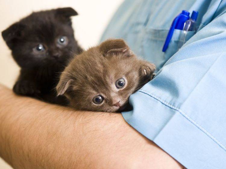 Angst vor dem Tierarzt ist bei vielen Katzen ein Problem – Bild: Shutterstock / Kachalkina Veronika