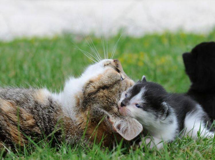 Der Mensch kann Katzenbabys unter zwölf Wochen ihre Mutter nicht ersetzen – Bild: Shutterstock / Schubbel