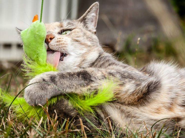 Kunterbunte Katzenartikel zur Faschingszeit – Bild: Shutterstock / SJ Allen