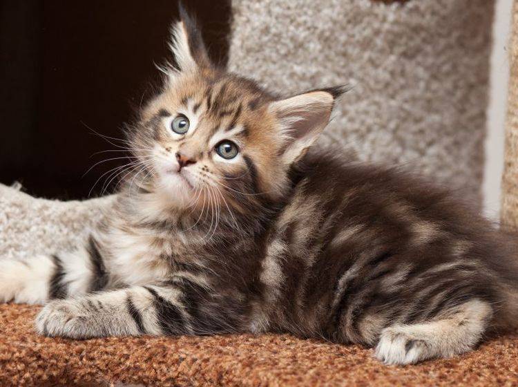 Die Maine-Coon-Katze ist eine liebevolle und ausgeglichene kleine Samtpfote – Bild: Shutterstock / dkphoto24