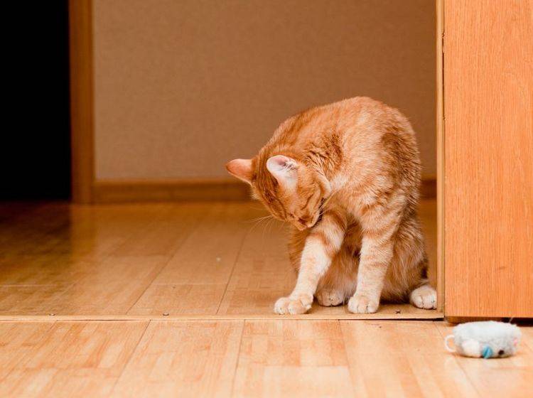 Übermäßiges Putzen führt bei Katzen zu kahlen Stellen im Fell – Bild: Shutterstock / foaloce