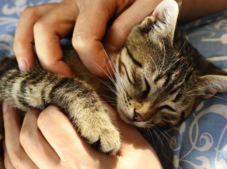 Eine schnurrende Katze hat eine positive Wirkung auf den Menschen – Bild: Shutterstock / Vinogradov Illya