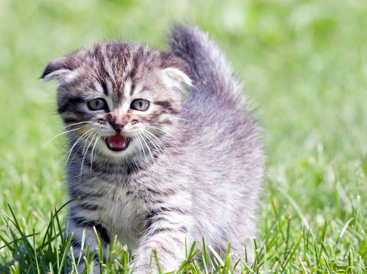 Ängstliche Katze: Körpersprache richtig deuten – Bild: Shutterstock / Ivan1981Roo