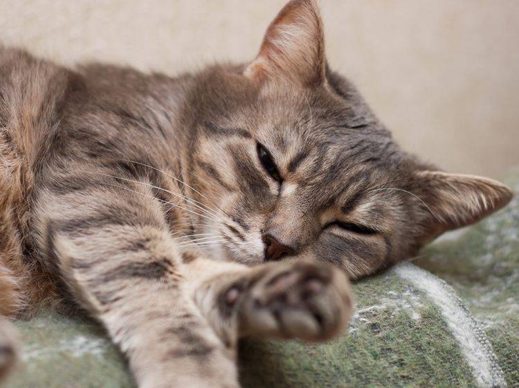 Symptome der Verstopfung bei Katzen – Bild: Shutterstock / Katerina Maksymenko