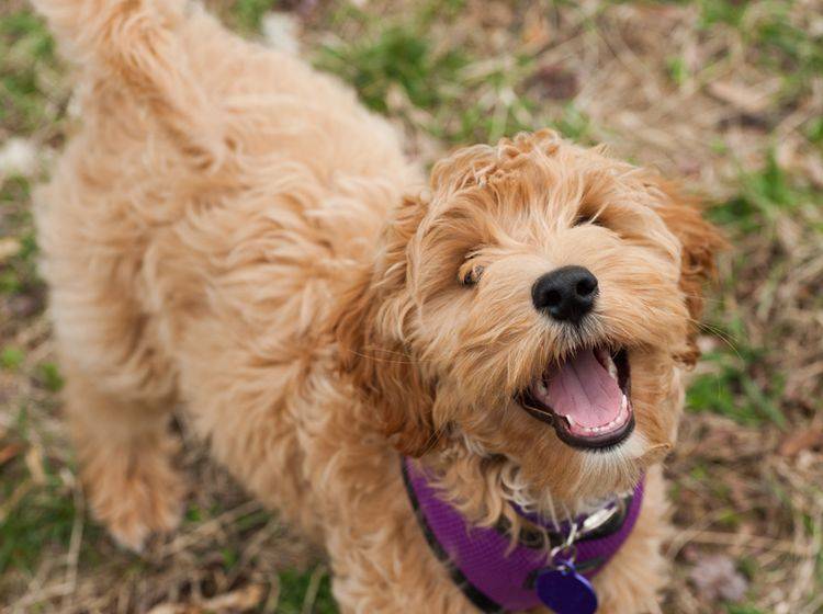 Allergikerhund Labradoodle: Charakter – Bild: Shutterstock / jadimages