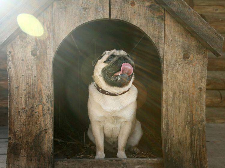 Vier tolle Hundehütten für Ihren Vierbeiner – Bild: Shutterstock / Kichigin
