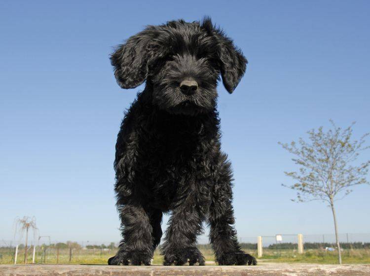 Portugiesische Wasserhunde sind nicht nur als Welpen zuckersüß – Bild: Shutterstock / cynoclub