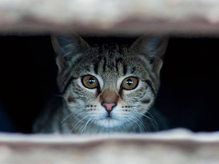 Wie Sie Ihrer ängstlichen Katze die Scheu nehmen – Bild: Shutterstock / igor.stevanovic