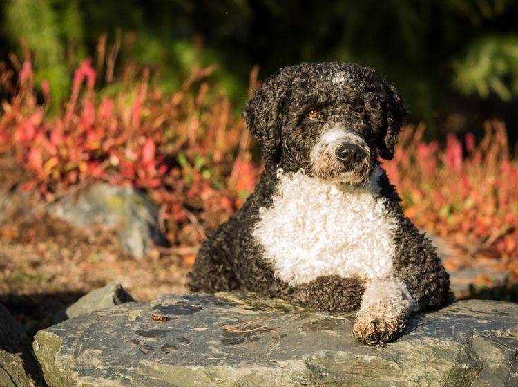 Spanische Wasserhunde sind enge Verwandte der Portugiesischen Wasserhunde – Bild: Shutterstock / Daz Brown Photography