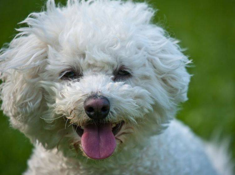 Man sieht es auf den ersten Blick: Der Bichon Frisé ist ein freundlicher kleiner Hund – Bild: Shutterstock / Tomas-Picka
