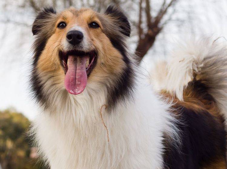 Hundespielzeug selber machen: Da freut sich der Vierbeiner! – Bild: Shutterstock / atiger