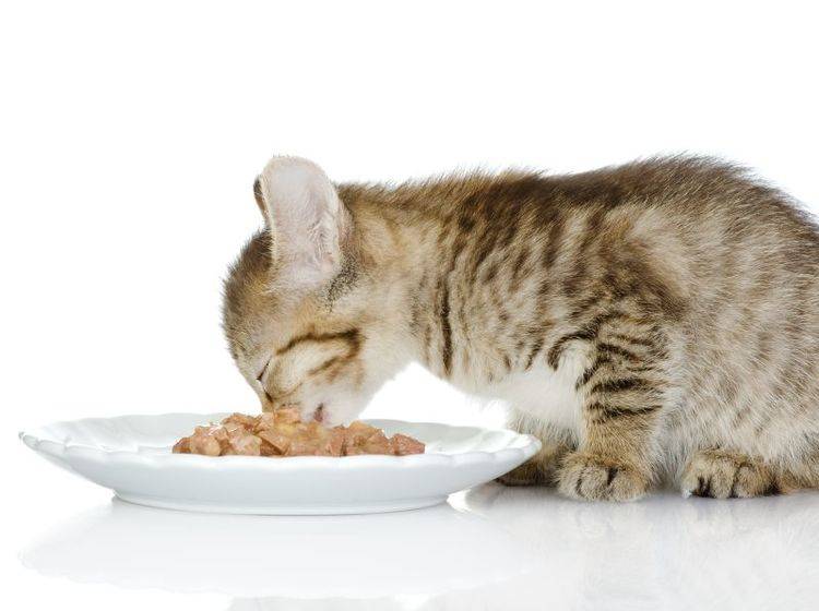 Gesunde Ernährung ist für junge Katzen sehr wichtig – Bild: Shutterstock / Ermolaev Alexander