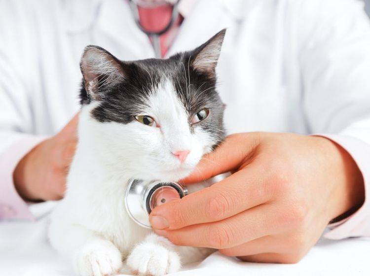 Plötzliche Unsauberkeit bei Katzen sollte immer zunächst vom Tierarzt untersucht werden – Bild: Shutterstock / Poprotskiy Alexey