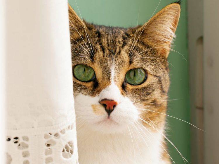 Zu viel Stress: Nach einem Umzug sind viele Katzen plötzlich nicht mehr stubenrein – Bild: Shutterstock / Fabio Alcini