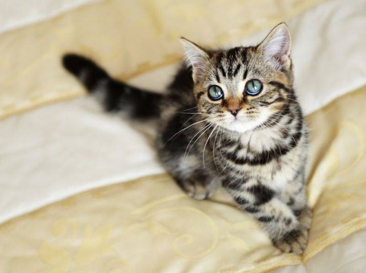 Wenn junge Katzen geschlechtsreif werden, fangen sie oft an zu markieren – Bild: Shutterstock / Denis Tabler