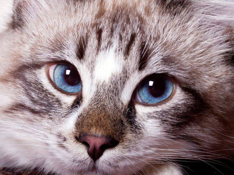 Stress kann bei Katzen zu plötzlicher Stubenunreinheit führen – Bild: Shutterstock / Ivan1981Roo
