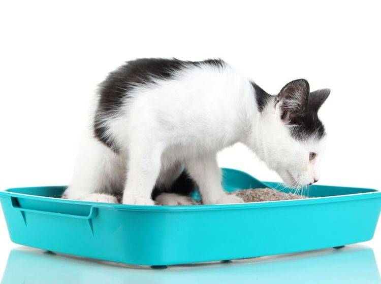 Katzenstreu im Test: Jede Katze hat ihre eigenen Vorlieben – Bild: Shutterstock / Africa Studio