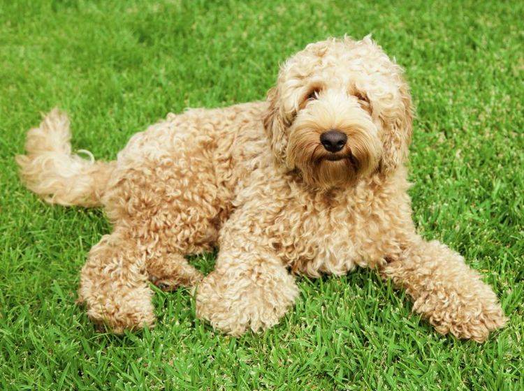 Der Labradoodle gilt als beliebter Hund für Allergiker – Bild: Shutterstock / zstock