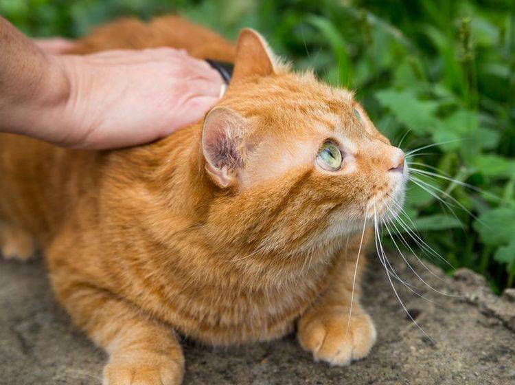 Mit diesen Mittel können Sie Zecken bei Katzen entfernen – Bild: Shutterstock / Vladimir Arndt