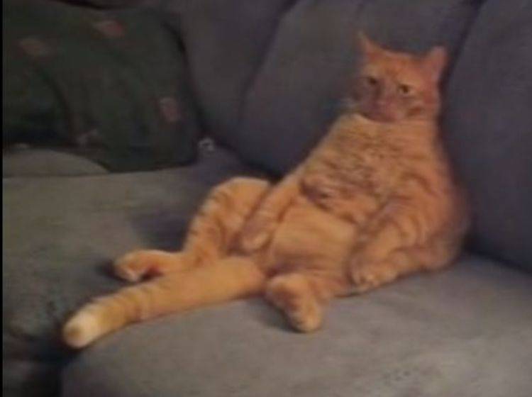 Nanu, ist das etwa der echte Garfield? – Bild: Youtube / pandinha / 2006 Sara Flesch