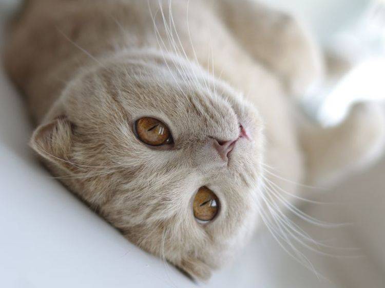 Katze alleine lassen: Langeweile muss nicht sein – Bild: Shutterstock / papa1266