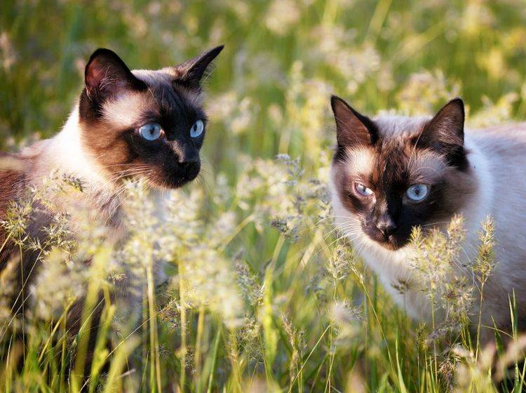 Freigang im Doppelpack: Perfekt für Siamkatzen – Bild: Shutterstock / Bershadsky Yuri
