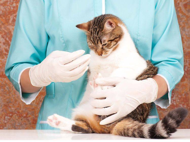 Ursache für Gastritis bei Katzen: Unverdauliches geschluckt? – Bild: Shutterstock / Lubava