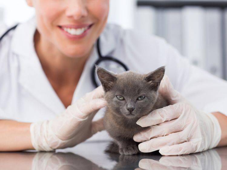 Katzen-Gastritis lässt sich meist erfolgreich behandeln – Bild: Shutterstock / wavebreakmedia