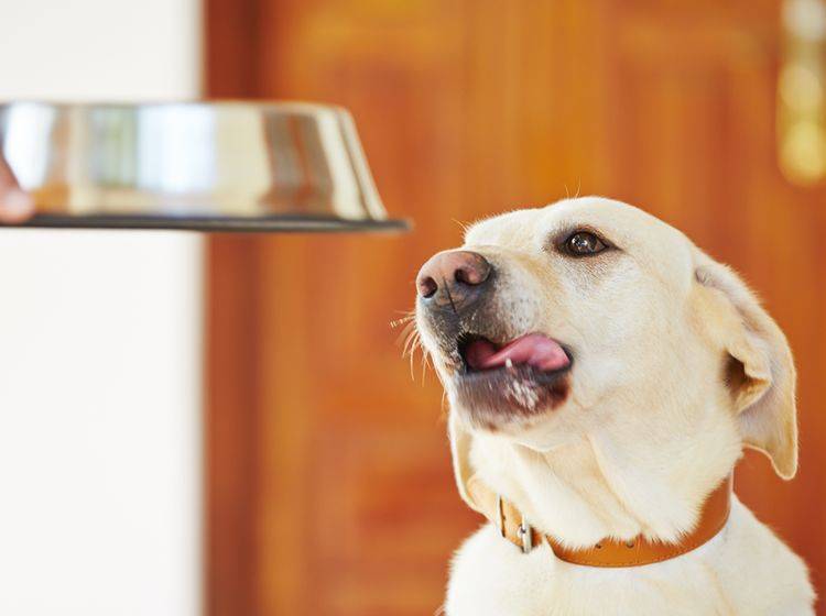 Hundefutter ohne Getreide als gesunde Alternative – Bild: Shutterstock / Jaromir Chalabala