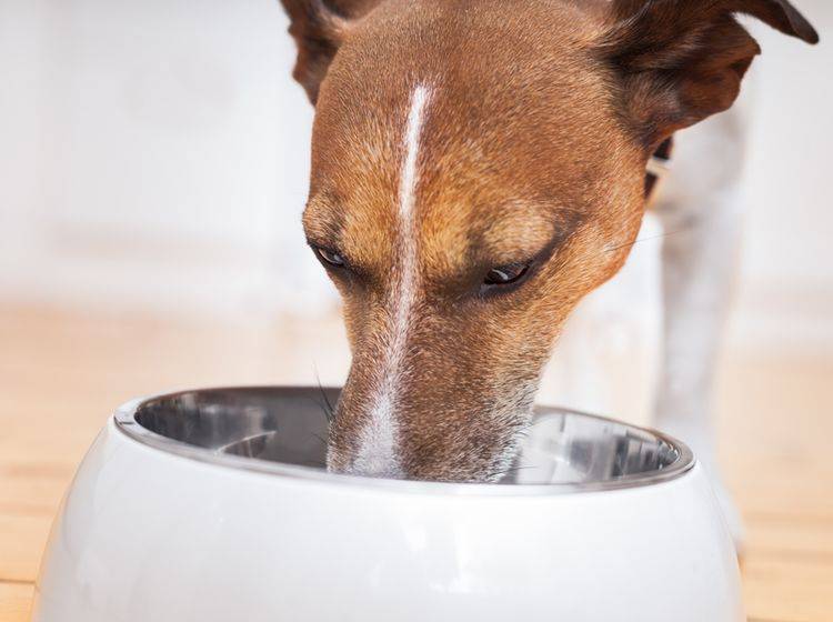 Vegetarisches Hundefutter: Tipps zur fleischlosen Ernährung – Bild: Shutterstock / javier Brosch