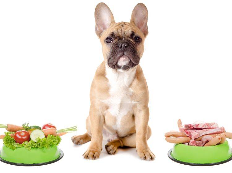 Ist veganes Hundefutter gesund? – Bild: Shutterstock / Robert Neumann
