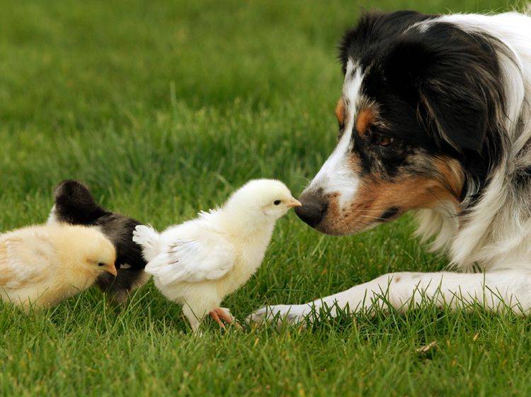 Ostergeschenkideen für Ihren Hund – Bild: Shutterstock / Tracey Helmboldt