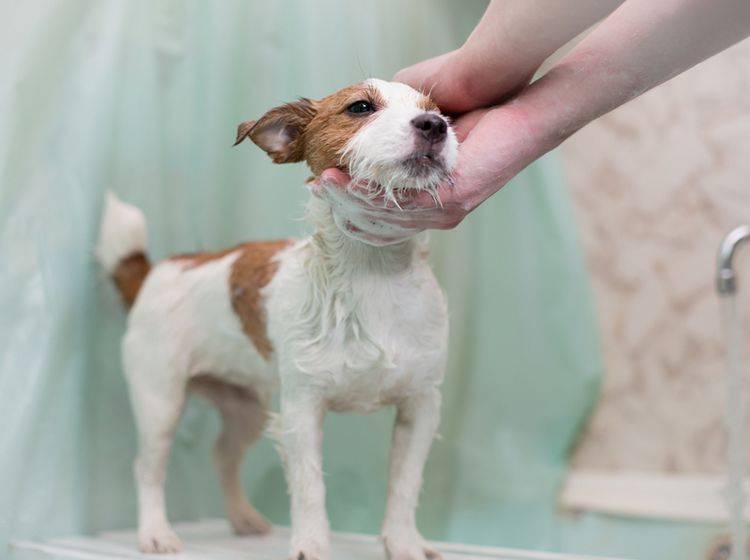 Beim Befall mit Grasmilben lindert ein Spezialshampoo den Juckreiz beim Hund – Bild: Shutterstock / dezi