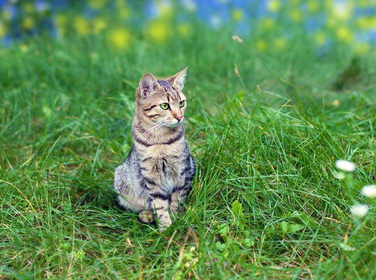 Können Zecken bei Katzen Borreliose oder FSME übertragen? – Bild: Shutterstock / vvvita