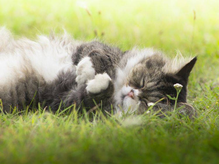 Schwere Entscheidung: Wann sollte man eine alterschwache Katze einschläfern? – Bild: Shutterstock / VICUSCHKA