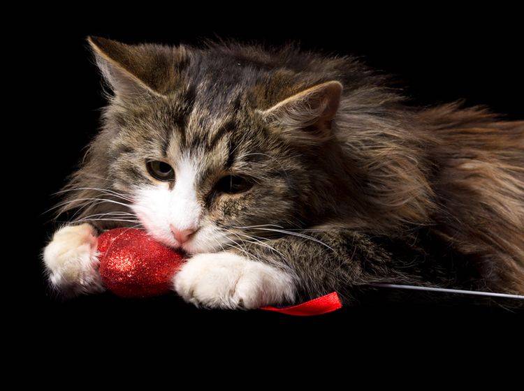 Pica-Syndrom: Wenn Katzen alles fressen – Bild: Shutterstock / fantom_rd
