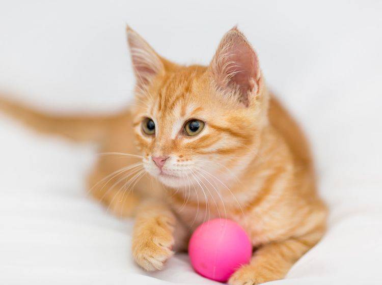 Vier Spielbälle mit Special Effects für Katzen – Bild: Shutterstock / Okssi